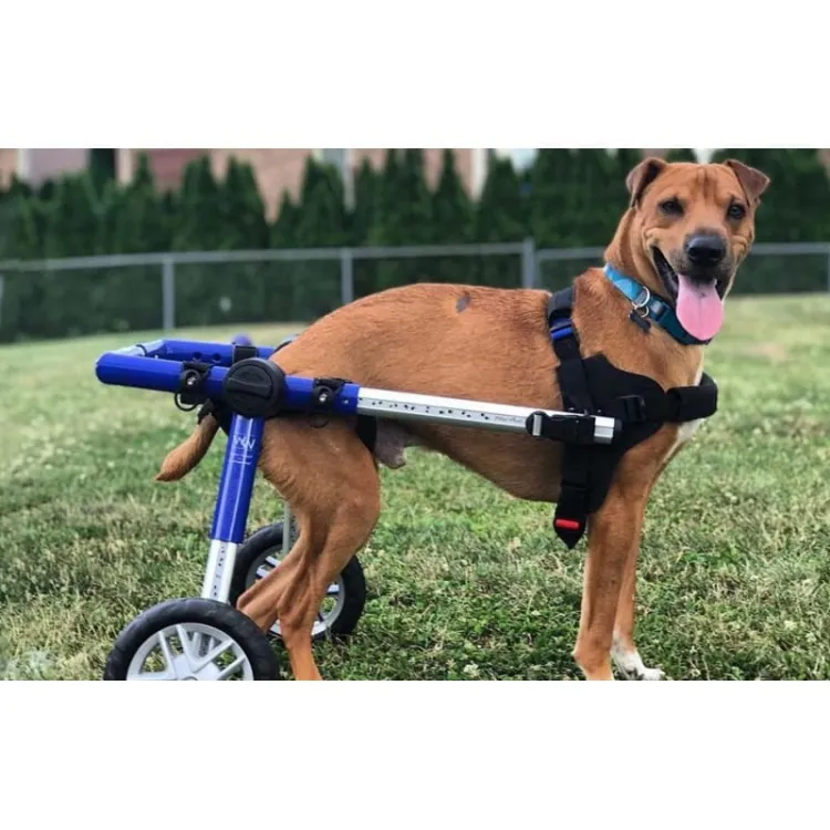 walkinpets-wozki-inwalidzkie-sredni-rozmiar-12-31-kg.jpg