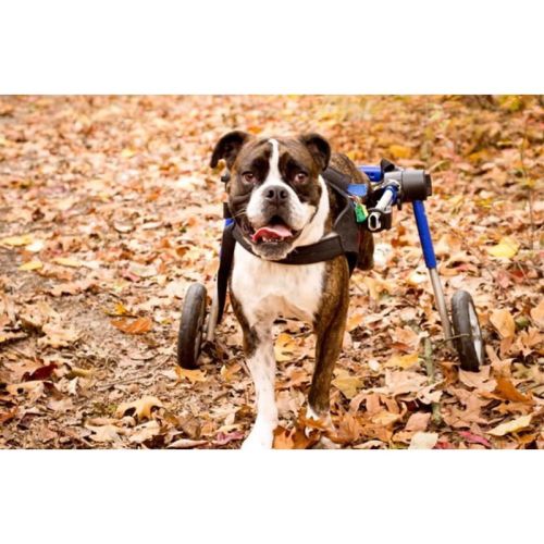 walkinpets-wozki-inwalidzkie-sredni-rozmiar-12-31-kg (1).jpg