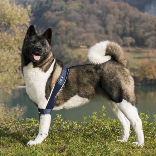 balto-podwojna-orteza-lokcia-dla-psa.jpg