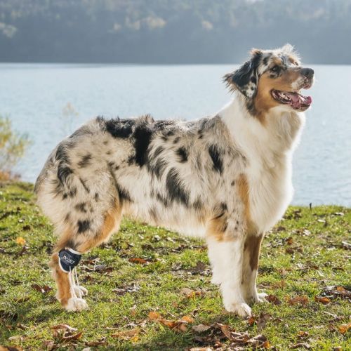 balto-korekcja-chodu-dla-psow (1).jpg