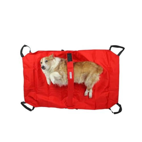 walkinpets-nosze (3).jpg