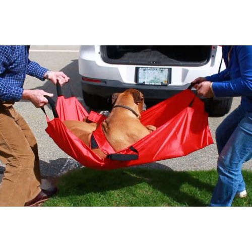 walkinpets-nosze (2).jpg