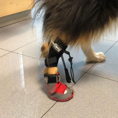 ruffwear-buty-dla-psa-do-korekcji-krokow.jpg