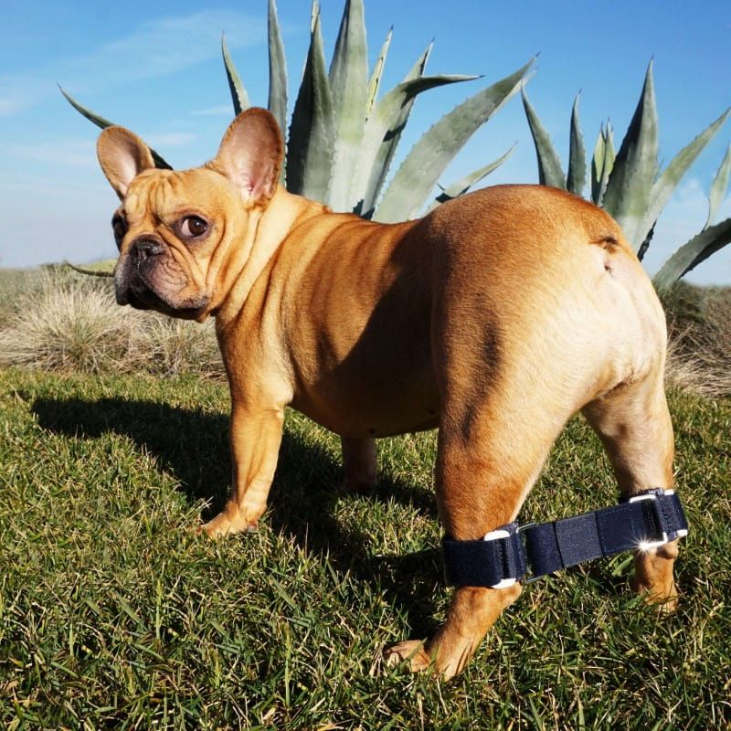 Usztywniana uprząż na tylne łapki Balto Link