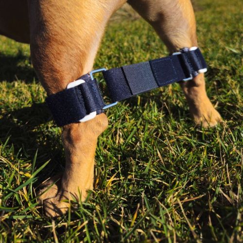 Usztywniana uprząż na tylne łapki Balto Link balto-link-professzionalis-beklyo-koetes (2).jpg