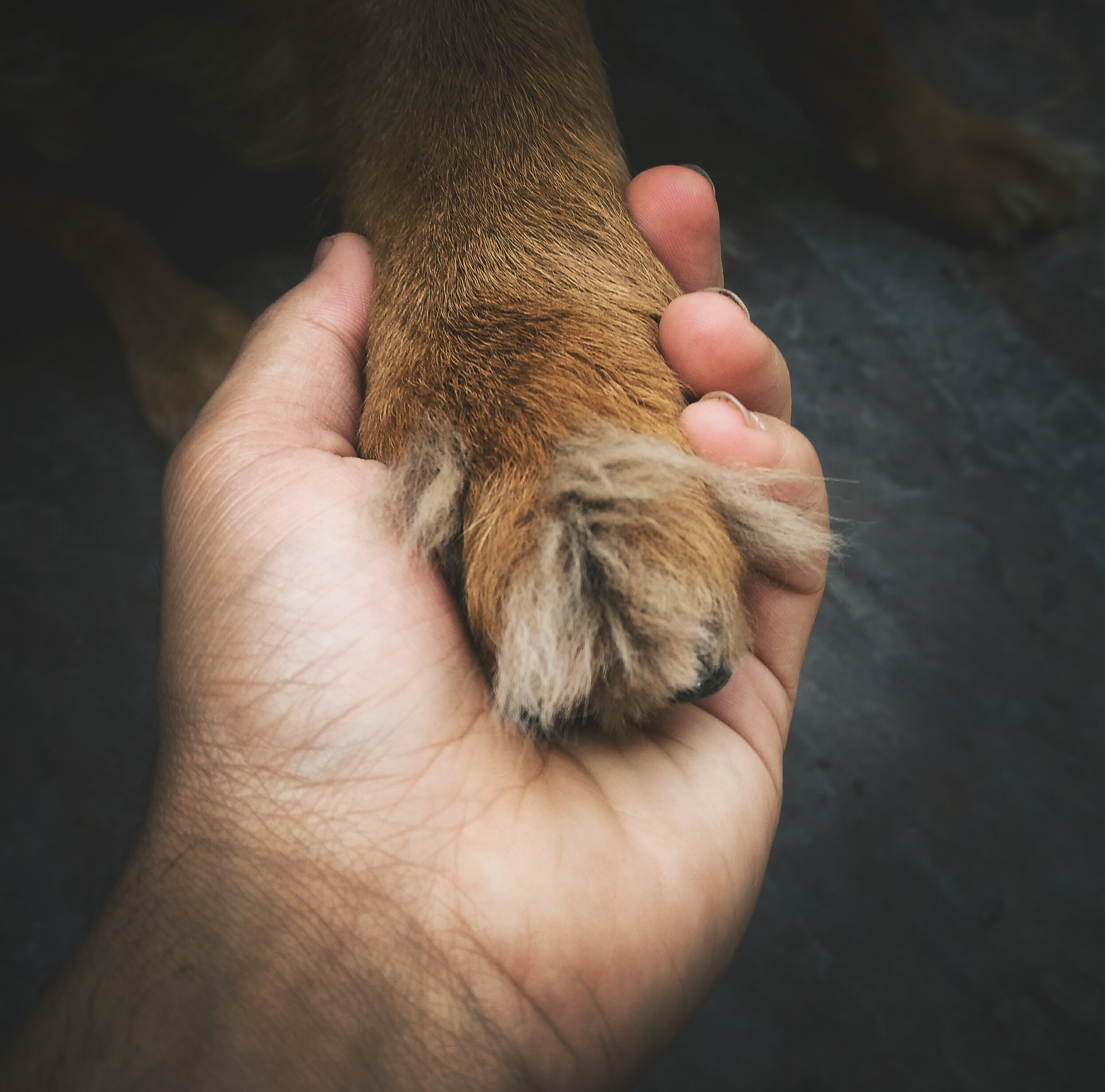 Obcinanie pazurów u pupili – jak zrobić to bezpiecznie i efektywnie?