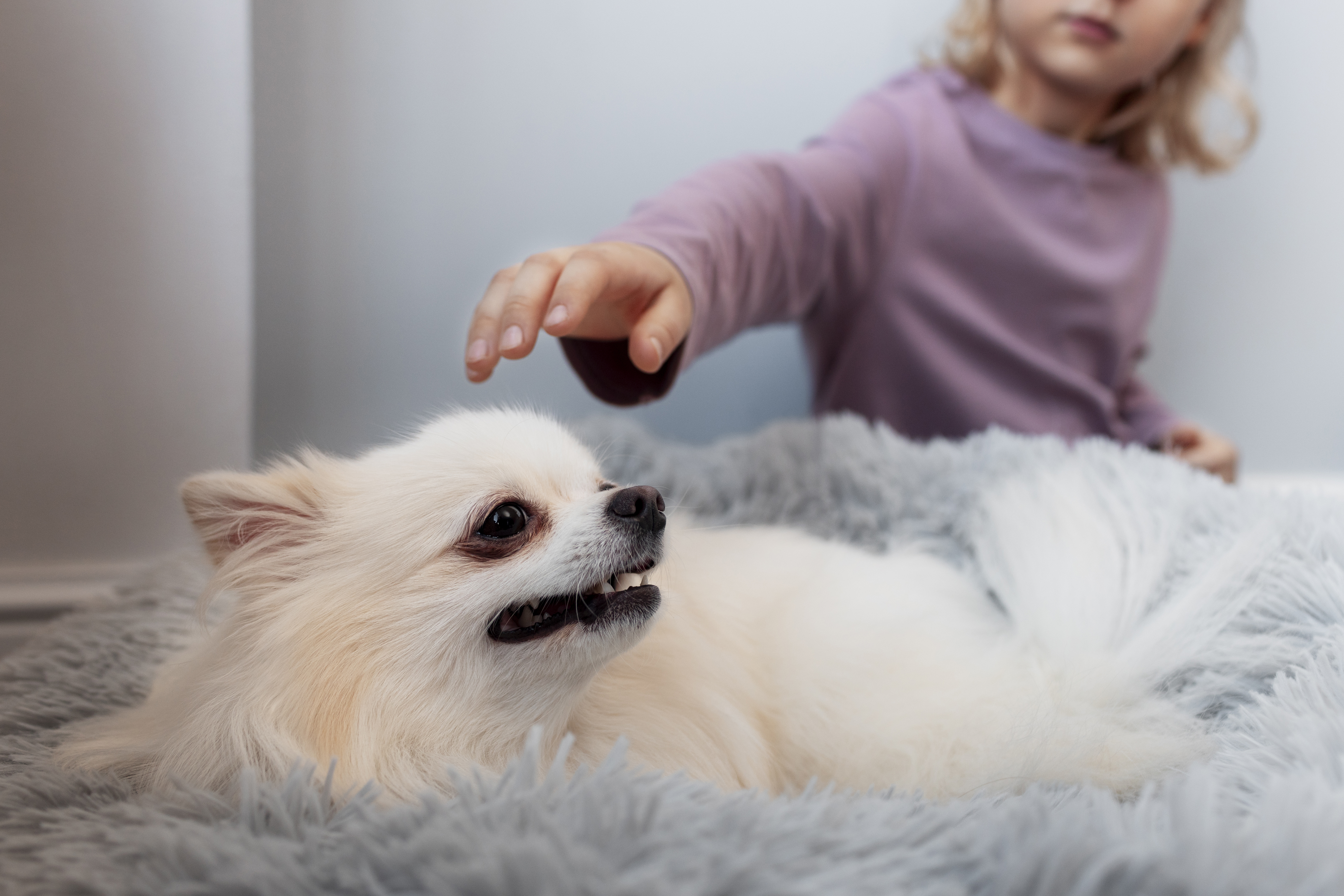Jak bezpiecznie poskromić psa lub kota? Przegląd przyrządów do chwytania zwierząt